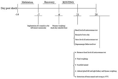 The Psychoactive Agent Crocin Can Regulate Hypothalamic-Pituitary-Adrenal Axis Activity